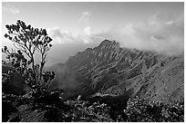 Kalalau Valley and tree, from the Pihea Trail, late afternoon. Kauai island, Hawaii, USA (black and white)