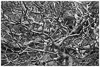 Bare twisted and ramified tree branches. Maui, Hawaii, USA (black and white)