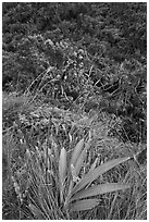 Orchid, Kalalau trail. Kauai island, Hawaii, USA (black and white)
