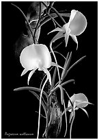 Angraecum scottianum. A species orchid ( black and white)