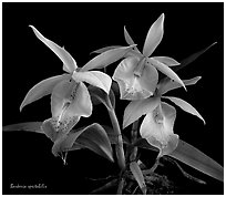 Barkeria spectabilis. A species orchid ( black and white)