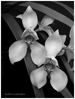 Cymbidium erythrostylum. A species orchid ( black and white)