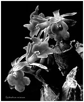 Epidendrum miserum. A species orchid ( black and white)