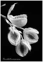 Pleurothallis amparoana. A species orchid ( black and white)