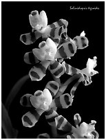 Solinidiopsis tigriodes. A species orchid ( black and white)