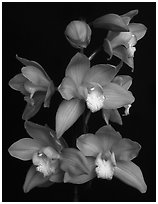 Cymbidium Baltic Sweetheart 'Sarah'. A hybrid orchid ( black and white)