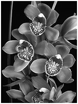 Cymbidium Enzan Forest 'Majolica'. A hybrid orchid ( black and white)