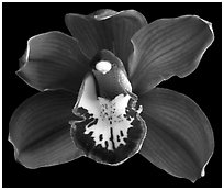 Cymbidium Lady Fire 'Red Angelica'. A hybrid orchid ( black and white)
