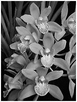 Cymbidium Sarah Jean 'Karen' Flowers. A hybrid orchid ( black and white)