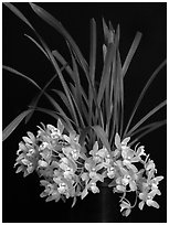 Cymbidium Saran Jean 'Karen'. A hybrid orchid ( black and white)