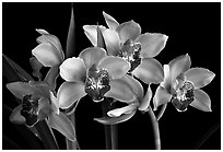 Cymbidium Summer Love 'Dwaft Pink'. A hybrid orchid ( black and white)