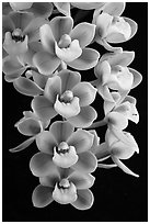 Cymbidium Sunshine Falls 'Butterball'. A hybrid orchid ( black and white)