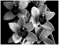 Cymbidium Yai 'Sweet Plum'. A hybrid orchid ( black and white)