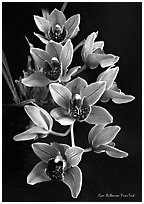 Cymbidium Bulbarrow 'Friar Tuck'. A hybrid orchid ( black and white)