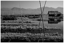 Floating gardens. Inle Lake, Myanmar (black and white)