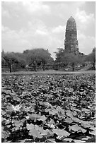 Lotus pond and  corn-shaped chedi. Ayuthaya, Thailand (black and white)