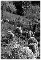Flower garden in Hmong village. Chiang Mai, Thailand (black and white)