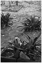 Tombs, islamic burying grounds, Ko Phi-Phi island. Krabi Province, Thailand (black and white)