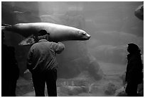 Tourists standing next to the northern sea lion aquarium, Alaska Sealife center. Seward, Alaska, USA (black and white)