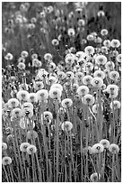 Dandelion seeds. Alaska, USA (black and white)