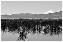 Mt Shasta seen from a marsh in the North. California, USA (black and white)