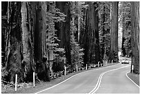 Car on road in redwood forest, Richardson Grove State Park. California, USA (black and white)