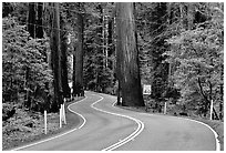 Curving road in redwood forest, Richardson Grove State Park. California, USA (black and white)