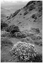 Bright yellow flowers and hikers in the background, Mt Diablo State Park. California, USA ( black and white)
