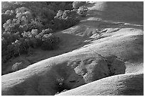 Hills and trees. California, USA (black and white)