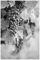 Grapes, Gilroy. California, USA ( black and white)