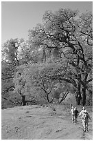 Group of hikers on faint trail, Sunol Regional Park. California, USA ( black and white)
