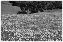 Slope with spring poppies. El Portal, California, USA ( black and white)