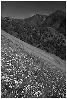 Wildflower blanket and Sierra foothills. El Portal, California, USA ( black and white)