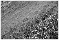Slope covered with filed of spring wildflowers. El Portal, California, USA ( black and white)
