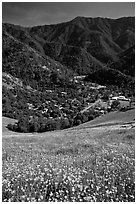 El Portal below fields of wildflowers. El Portal, California, USA ( black and white)