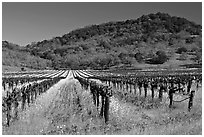 Vineyard and mustard flowers blooming in spring. Napa Valley, California, USA ( black and white)