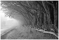 Fence, trees, and road in fog. California, USA (black and white)
