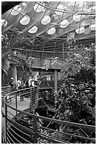 Tourists on spiraling path look at rainforest canopy, California Academy of Sciences. San Francisco, California, USA<p>terragalleria.com is not affiliated with the California Academy of Sciences</p> (black and white)