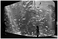 Girl looks at Northern California Aquarium, California Academy of Sciences. San Francisco, California, USA<p>terragalleria.com is not affiliated with the California Academy of Sciences</p> (black and white)