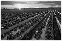 Raws of strawberries and sunset. Watsonville, California, USA ( black and white)
