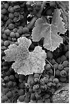 Close-up of grapes and red leaves in autumn. Napa Valley, California, USA (black and white)