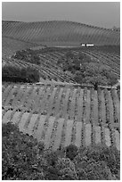 Carneros Valley Vineyard landscape in autumn. Napa Valley, California, USA (black and white)