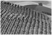 Colorful row of vines and hazy hills. Napa Valley, California, USA (black and white)
