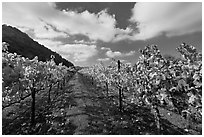 Rows of wine grapes with yellow leaves in autumn. Napa Valley, California, USA ( black and white)