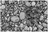 Wet pebbles and red algae. Point Lobos State Preserve, California, USA (black and white)