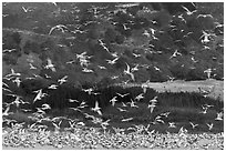 Seagull flock. Carmel-by-the-Sea, California, USA ( black and white)