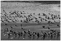 Pelicans and seagulls, Carmel River State Beach. Carmel-by-the-Sea, California, USA ( black and white)