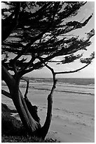 Cypress at the edge of Carmel Beach. Carmel-by-the-Sea, California, USA ( black and white)