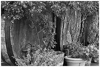 Barells and flowers, Savannah-Chanelle Vineyards, Santa Cruz Mountains. California, USA (black and white)