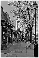 Sidewalk with blossoms. Saragota,  California, USA ( black and white)